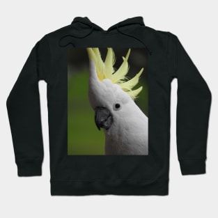 Sulphur Crested Cockatoo Hoodie